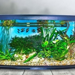 Your Aquarium Guide